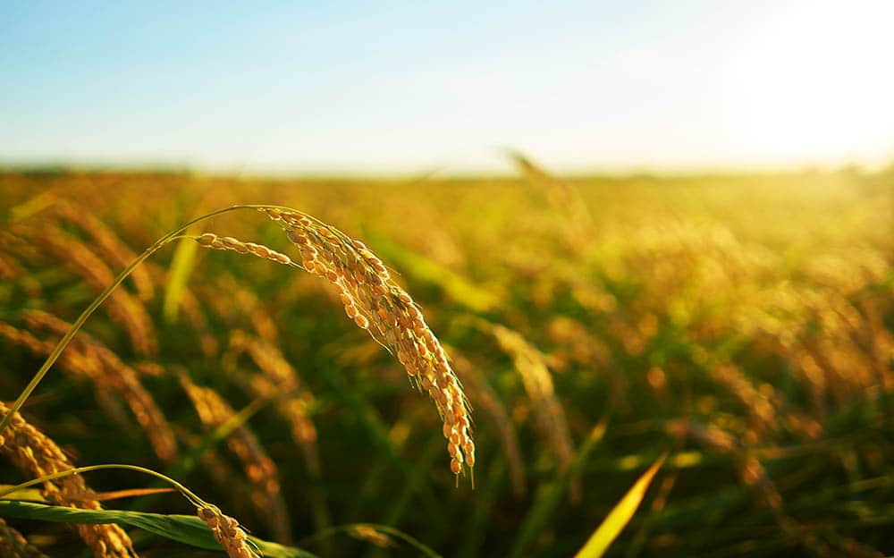 Agricultura Sostenible: El Camino hacia un Futuro Próspero y Ecológico